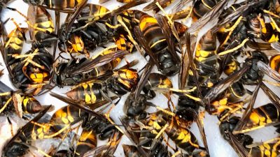 42187336-76f6-8921-d5b9-b14dc0cd8fc7