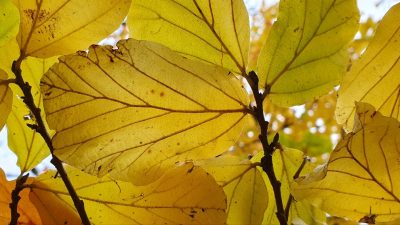 43506334-d083-5e06-0367-c34ae83894be